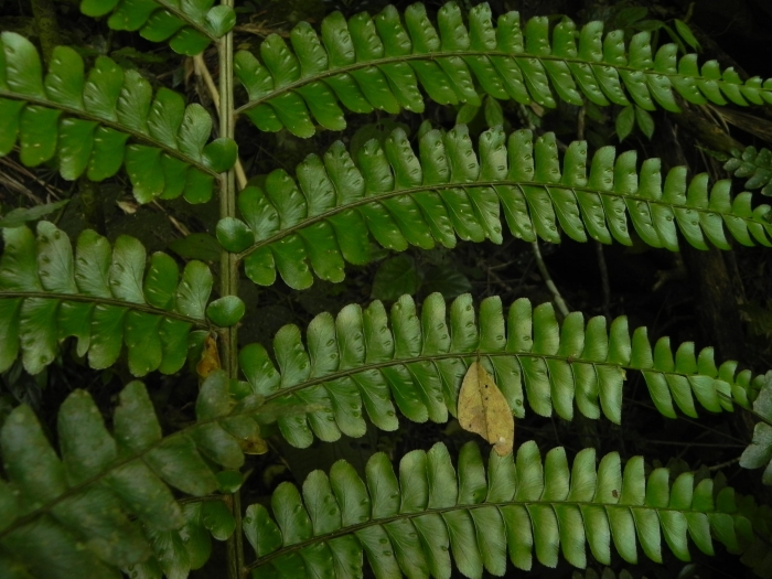 Didymochlaena truncatula