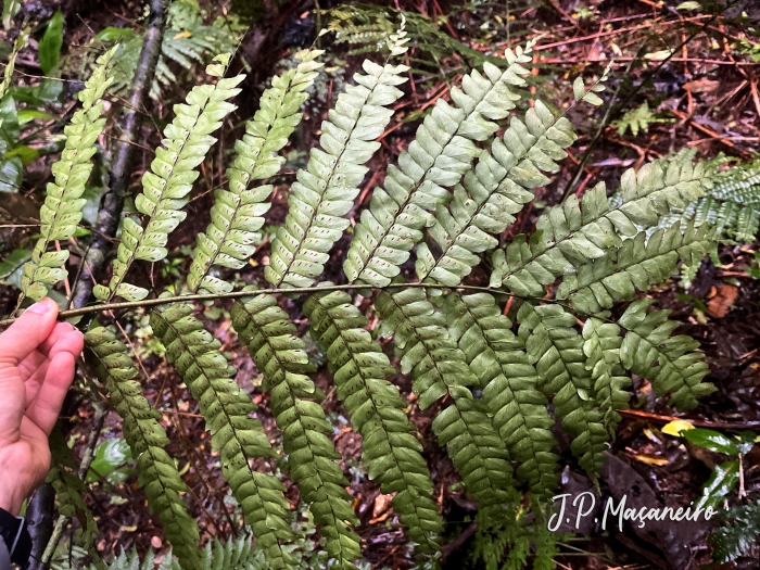 Didymochlaena truncatula