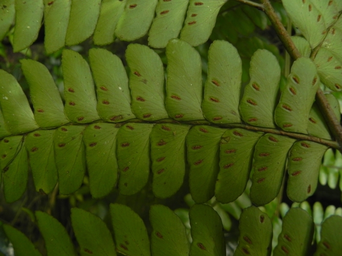 Didymochlaena truncatula