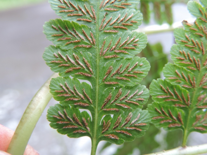Diplazium herbaceum