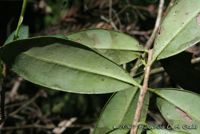 Eugenia pluriflora