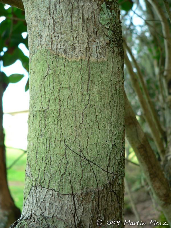 Eugenia pluriflora