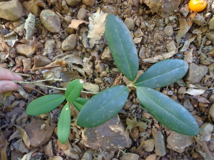 Eugenia pluriflora