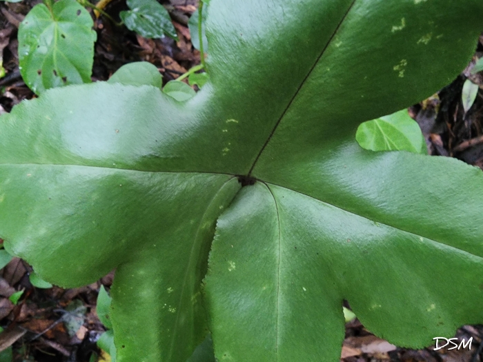 Doryopteris nobilis
