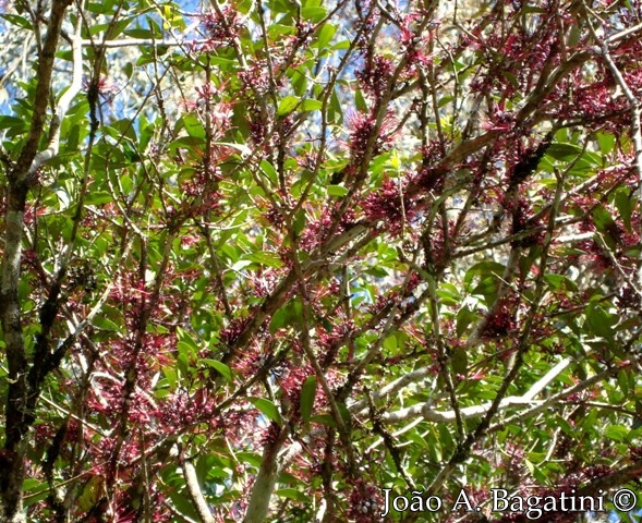 Myrrhinium atropurpureum