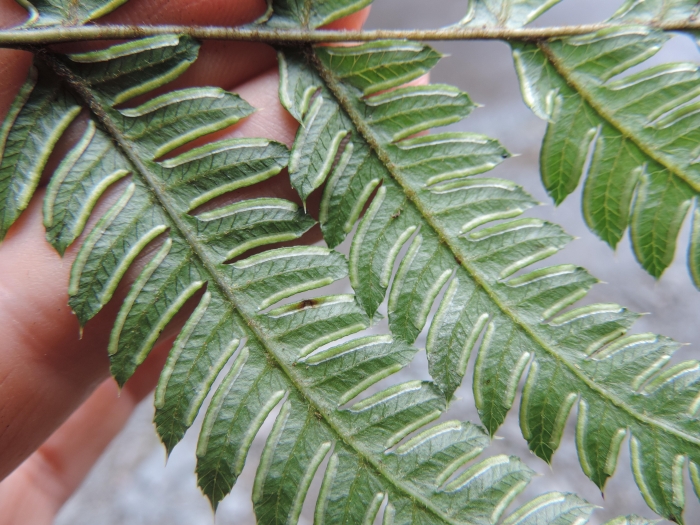 Pteris deflexa