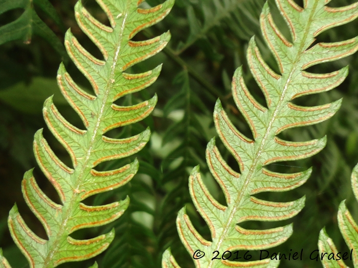 Pteris deflexa