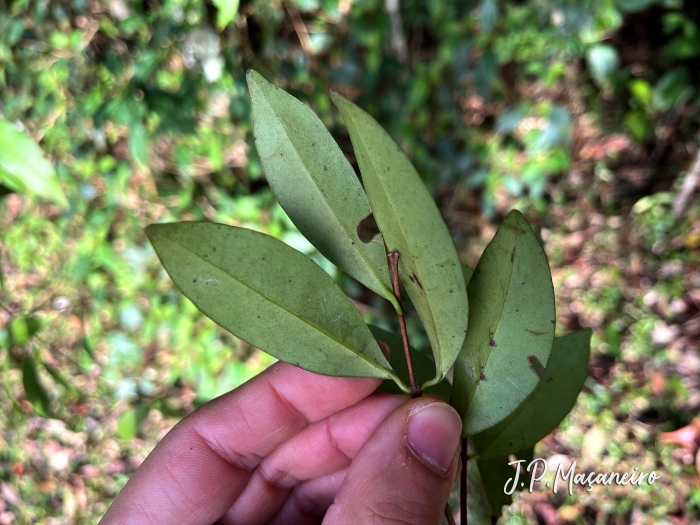 Myrrhinium atropurpureum