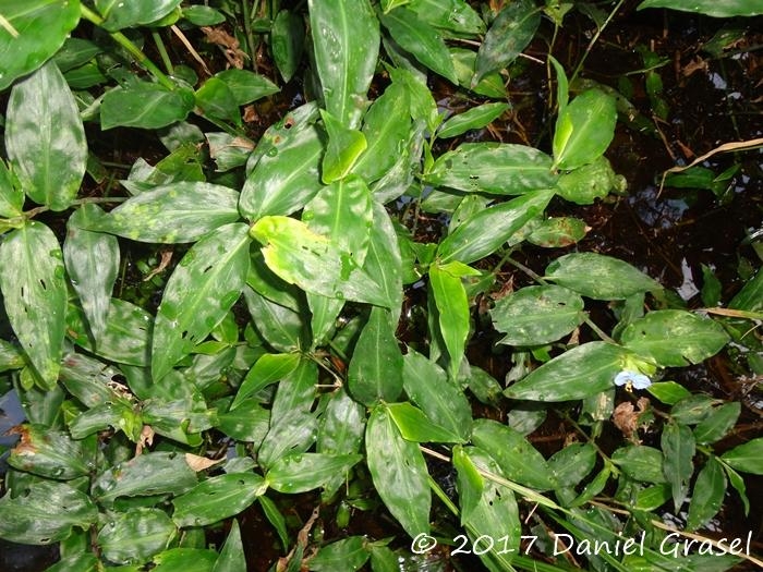 Commelina obliqua