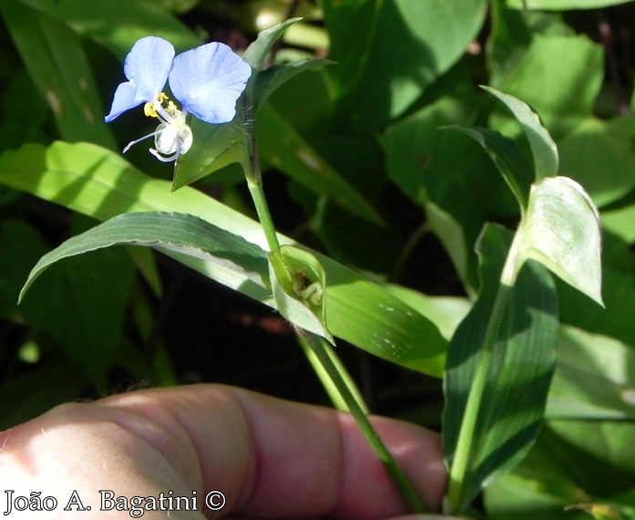 Commelina obliqua