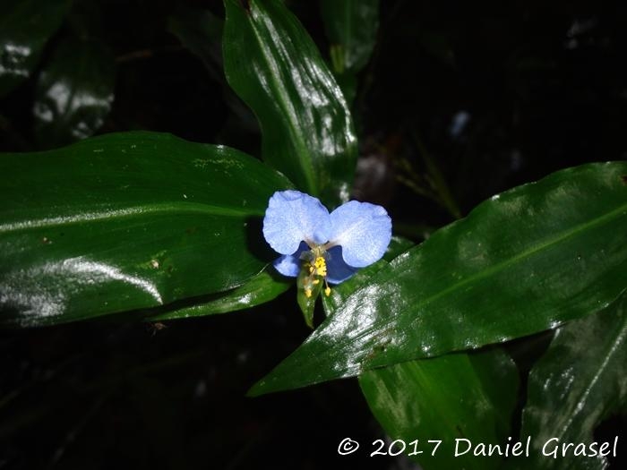 Commelina obliqua