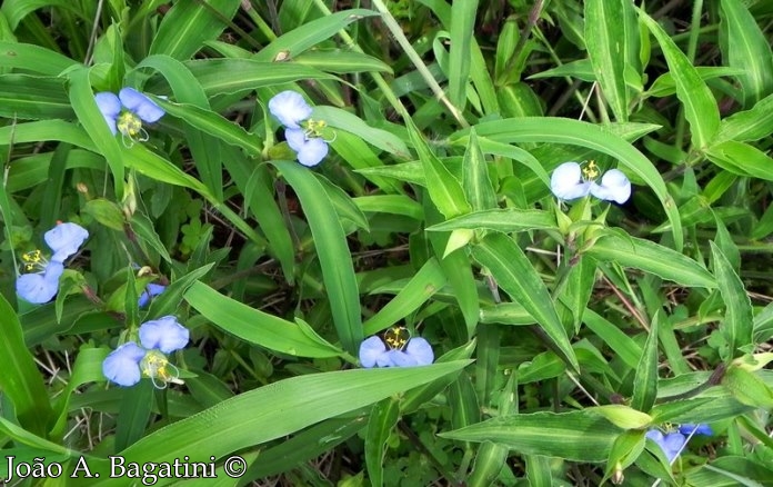 Commelina obliqua