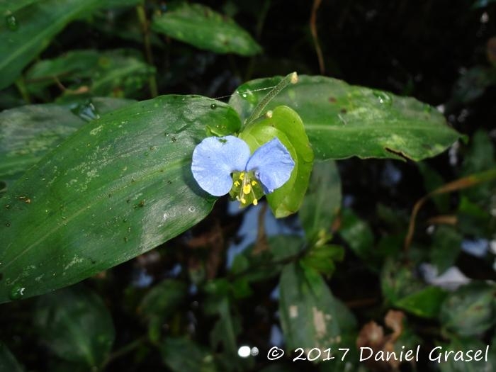 Commelina obliqua