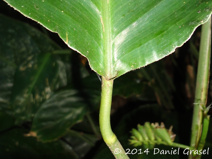 Ctenanthe muelleri