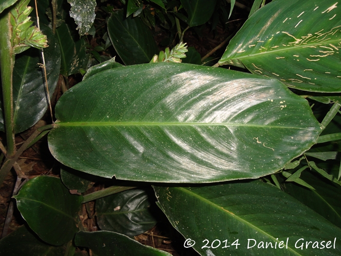 Ctenanthe muelleri