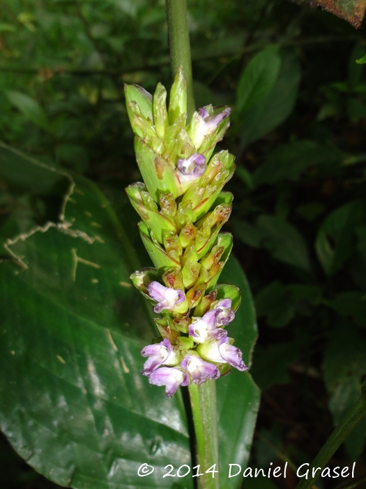 Ctenanthe muelleri