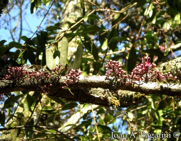 Myrrhinium atropurpureum