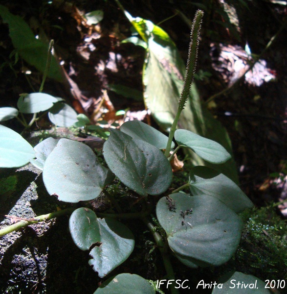 Peperomia urocarpa