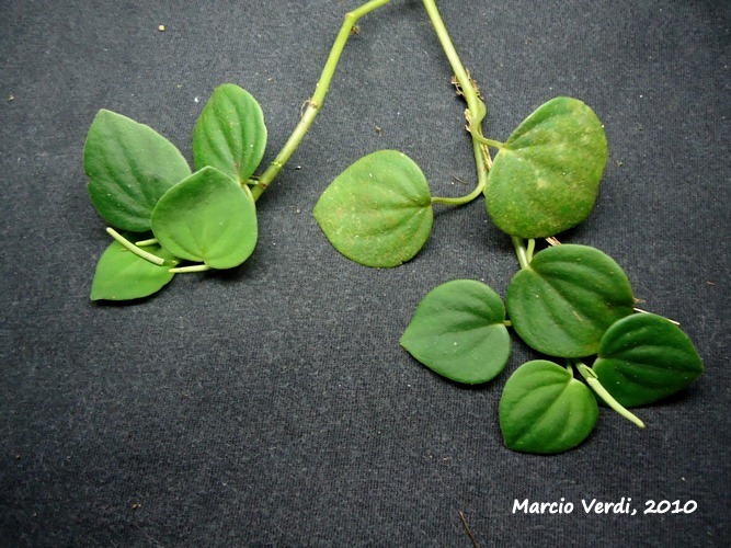 Peperomia urocarpa