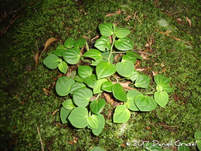 Peperomia urocarpa