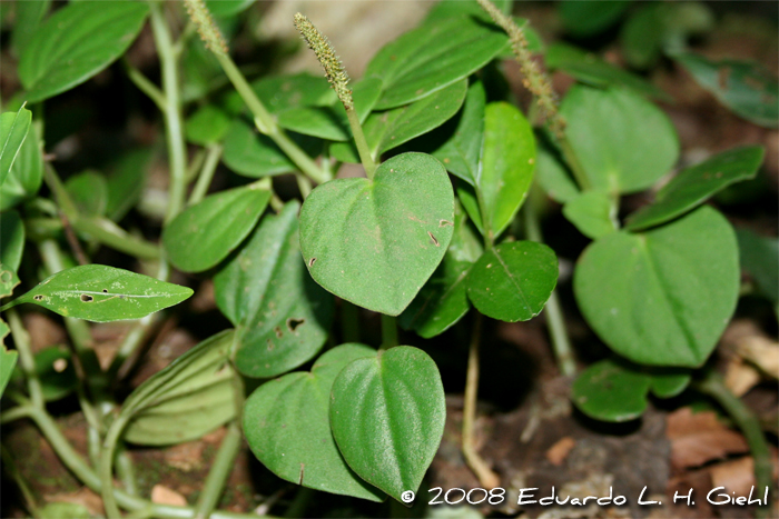 Peperomia urocarpa