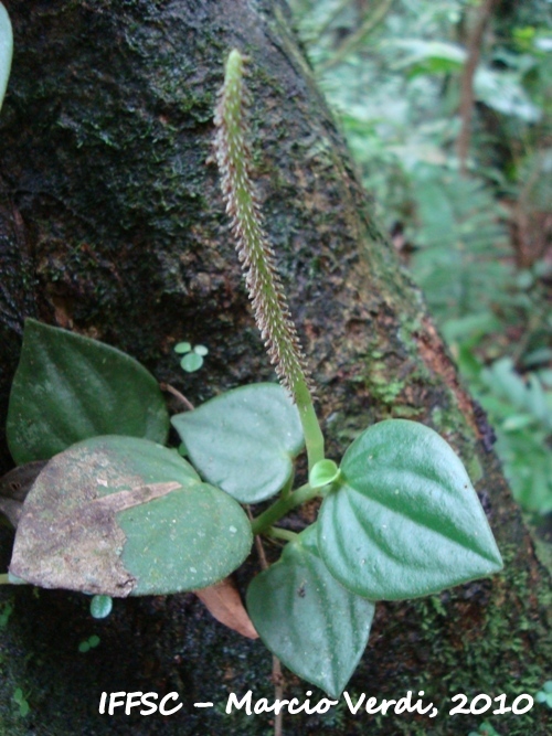 Peperomia urocarpa