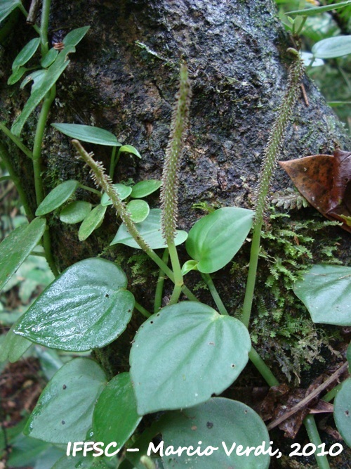 Peperomia urocarpa