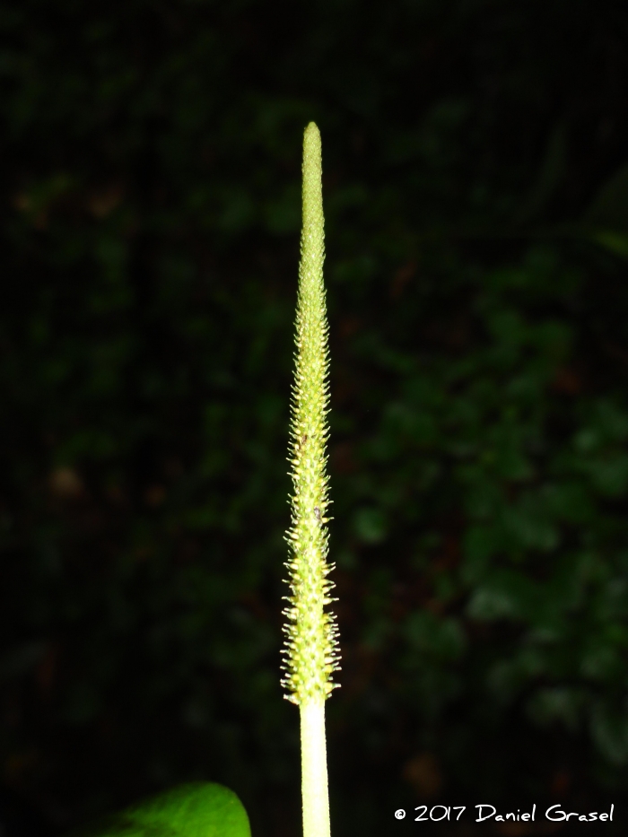 Peperomia urocarpa