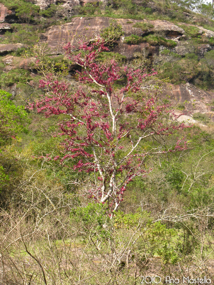 Myrrhinium atropurpureum