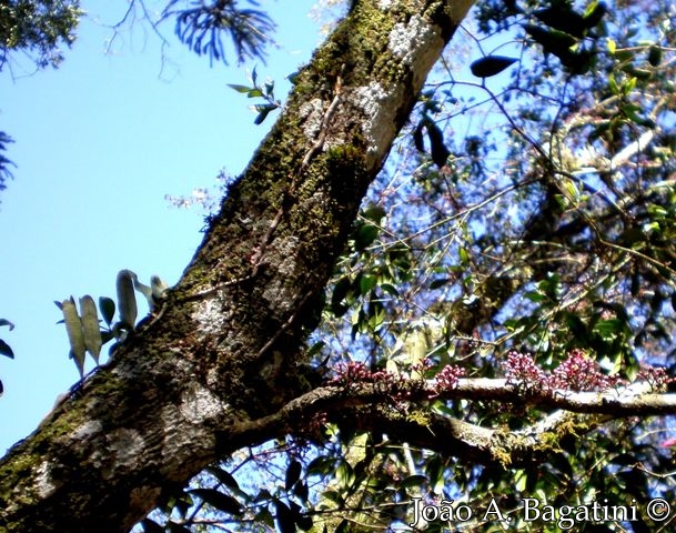 Myrrhinium atropurpureum