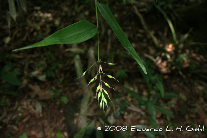 Olyra humilis