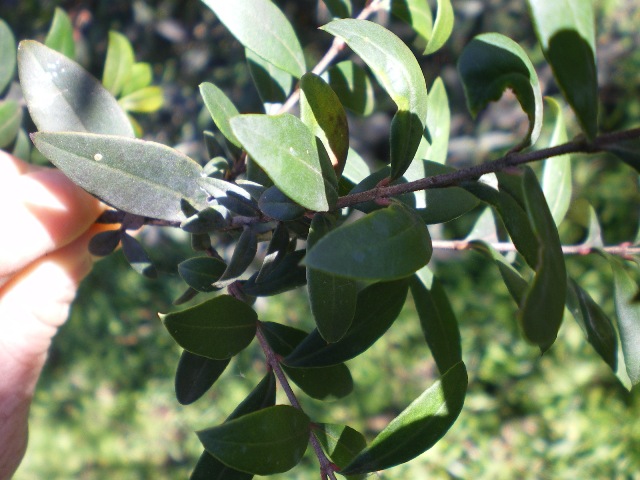 Myrrhinium atropurpureum