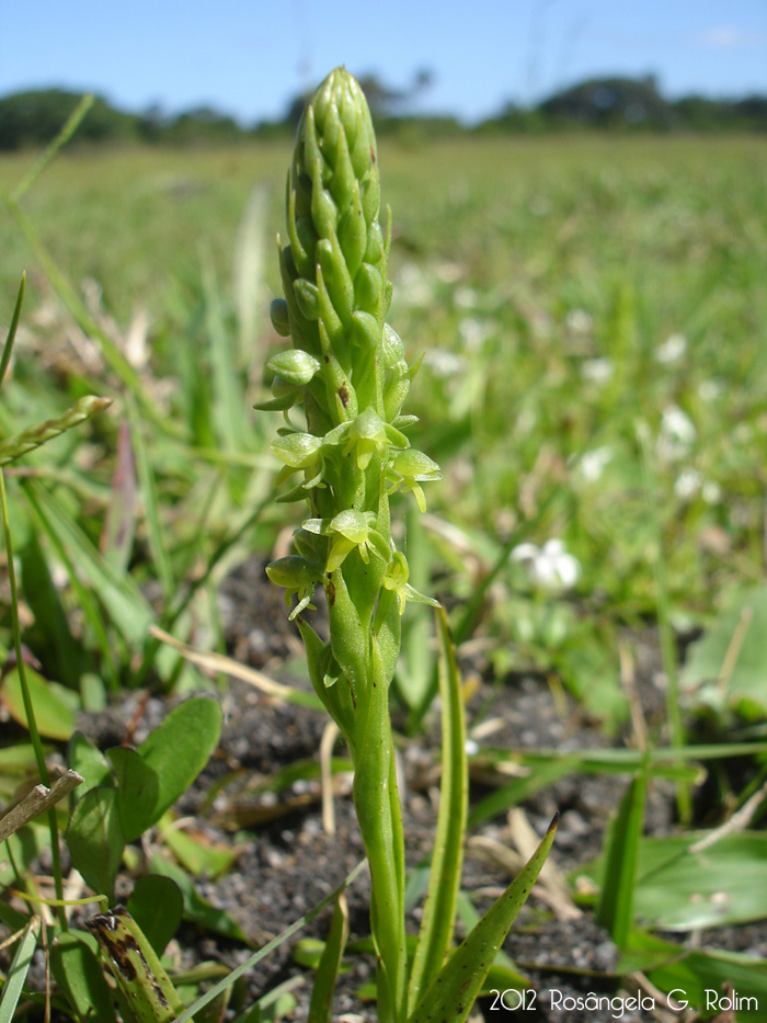 Habenaria parviflora