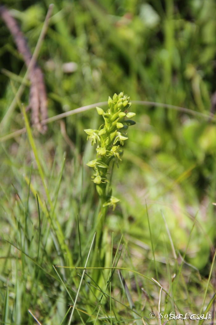 Habenaria parviflora