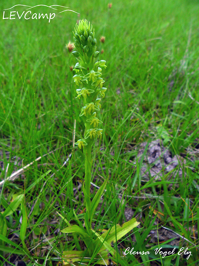 Habenaria parviflora