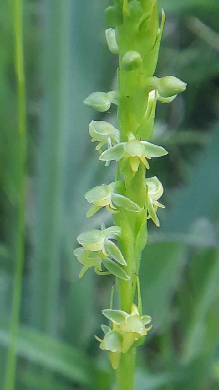 Habenaria parviflora