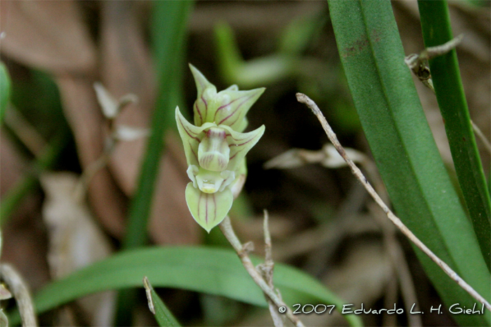 Bulbophyllum regnellii