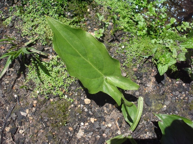Spathicarpa hastifolia