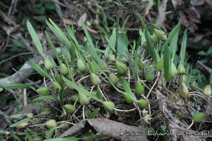 Bulbophyllum regnellii