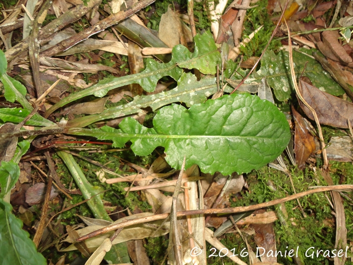 Chaptalia nutans
