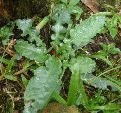 Chaptalia nutans
