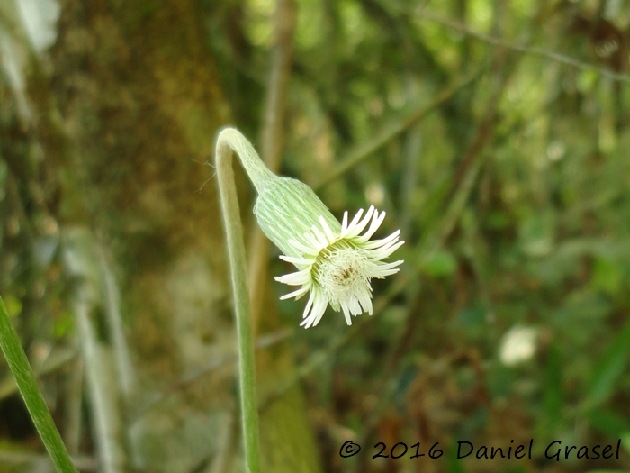 Chaptalia nutans