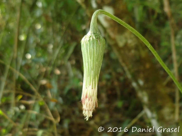 Chaptalia nutans