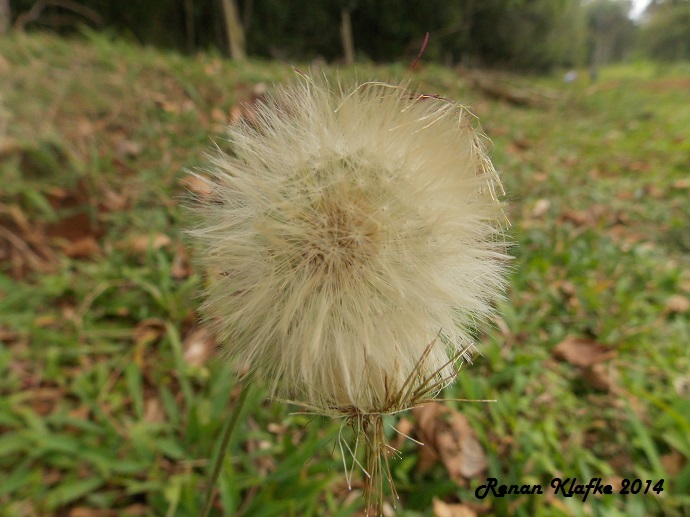 Chaptalia nutans