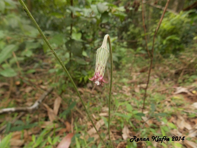 Chaptalia nutans