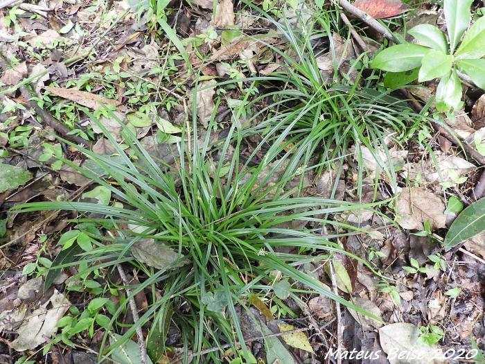 Carex sellowiana