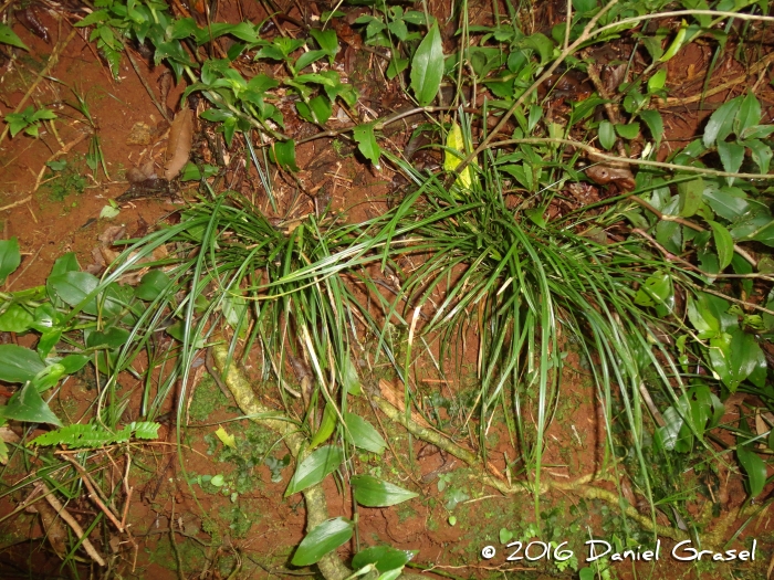 Carex sellowiana