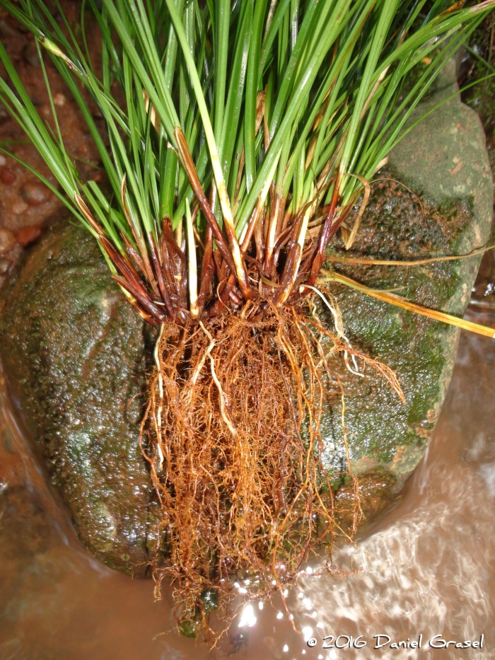 Carex sellowiana