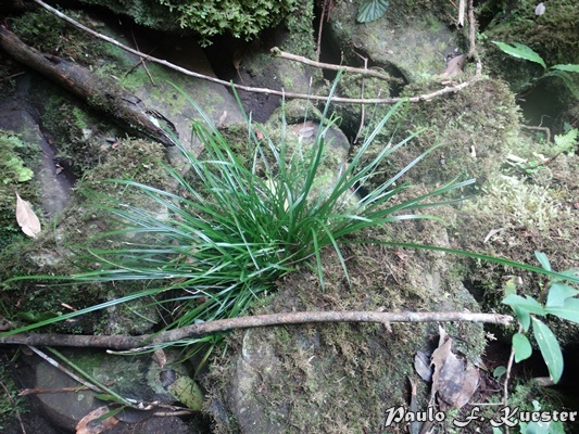 Carex sellowiana