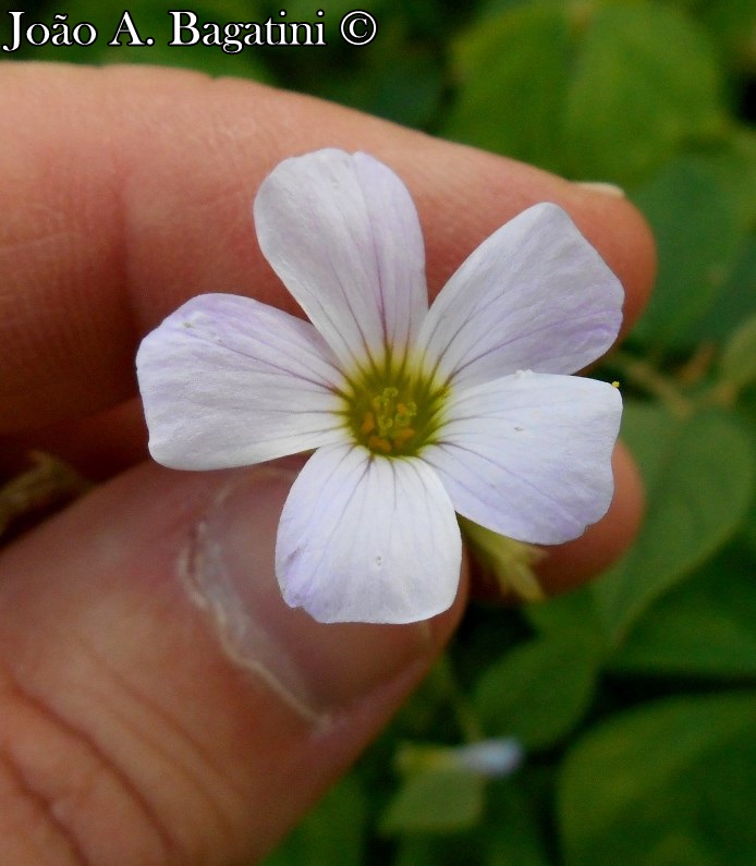 Oxalis linarantha